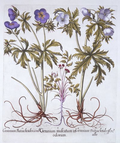 Variations of Geranium, from Hortus Eystettensis by German School